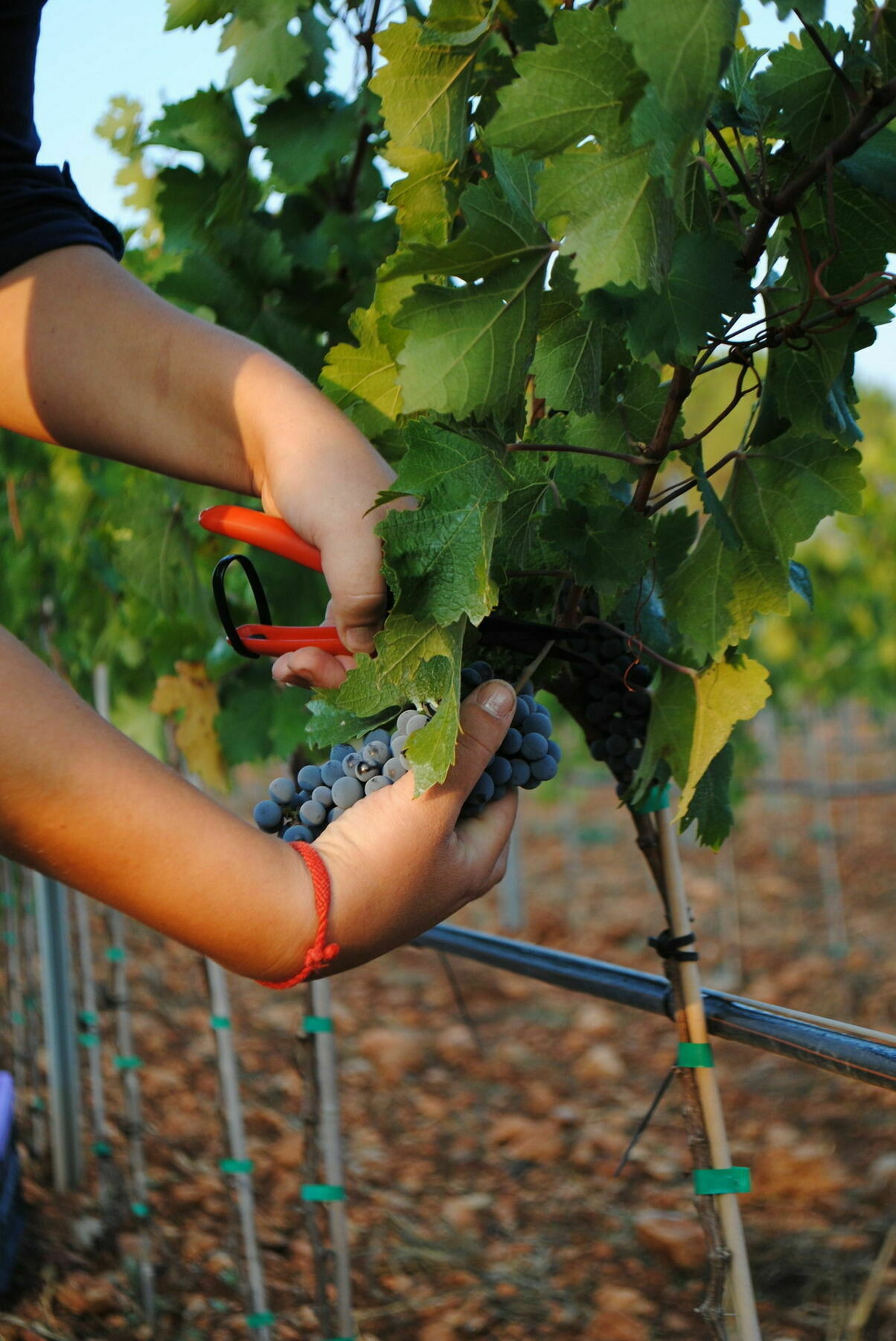 Weingut & Landhotel Can Davero Binissalem Dış mekan fotoğraf