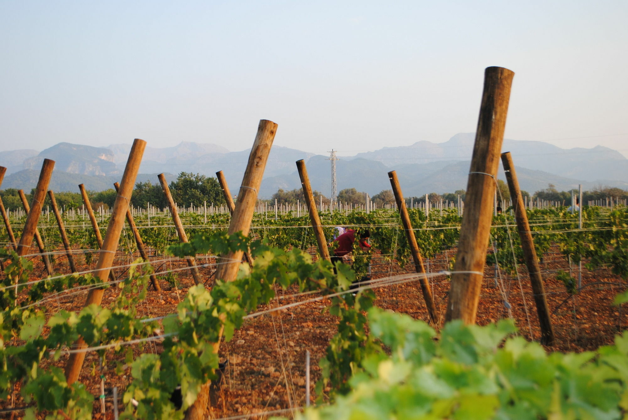 Weingut & Landhotel Can Davero Binissalem Dış mekan fotoğraf